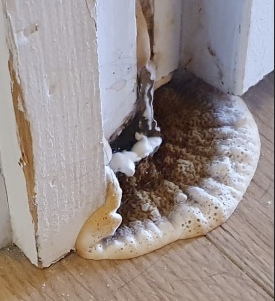 Mérule sortant d'une plinthe bois sur un plancher à Guingamp